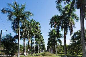 Palmenallee beim Jardín Botánico von Cienfuegos