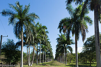 Palmenallee beim Jardín Botánico von Cienfuegos