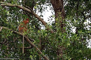 der erste Nasenaffe am Kinabatangan River