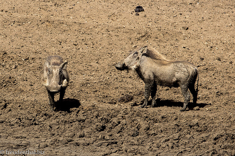 Warzenschweine im Kruger Nationalpark zwei Warzenschweine auf offener Fläche im Kruger Nationalpark
