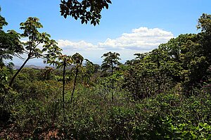 Blick über die Nebelwälder von Costa Rica