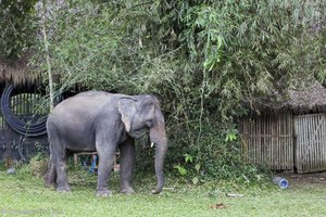 Elefant beim Futtern der Bambushecke