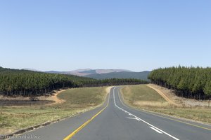 Fahrt nach Swasiland durch eine halbtote Forstwüste in Südafrika