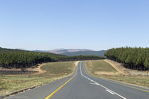 Fahrt nach Swasiland durch eine halbtote Forstwüste in Südafrika