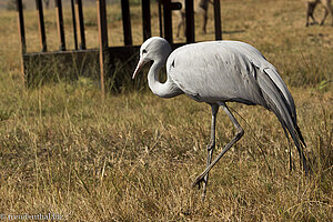 Paradieskranich im Mlilwane Wildlife Sanctuary