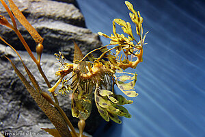 Großer Fetzenfisch, Leafy sea dragon (Phycodurus eques)