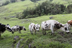 Die Kühe im Valle del Cocora gehen in den Stall zum Melken.
