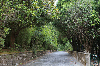 Straße am Lagoa das Furnas