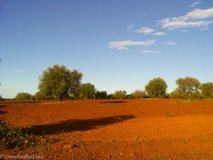 Feld mit Olivenbäumen auf Chalkidiki