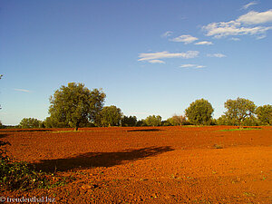 Feld mit Olivenbäumen auf Chalkidiki