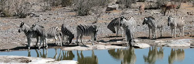 Zebras am Moringa-Wasserloch