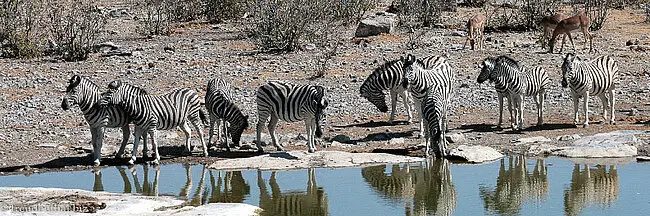 Zebras am Moringa-Wasserloch