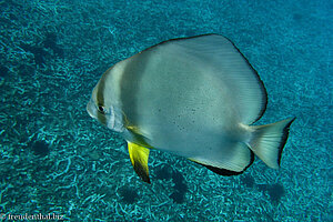 Rundkopf-Fledermausfisch (Orbicular Batfish, Platax orbicularis)