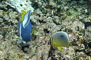 rechts: Rippen-Falterfisch, links: Weißkehl-Doktorfisch