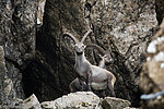 Pilatus, Steinbock unterhalb vom Tomlishorn