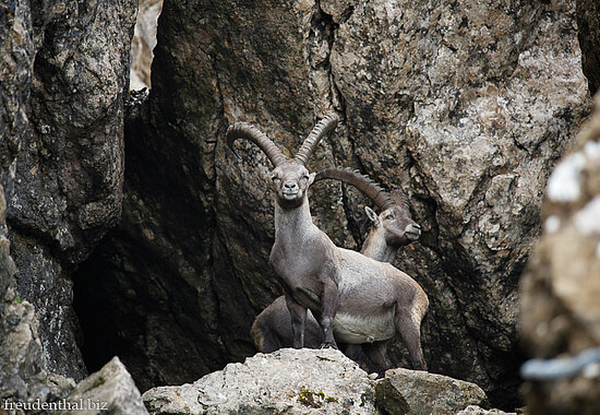 Pilatus, Steinbock unterhalb vom Tomlishorn