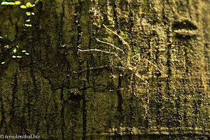 fast unsichtbare Spinne im Khao Sol Nationalpark