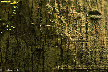 fast unsichtbare Spinne im Khao Sol Nationalpark