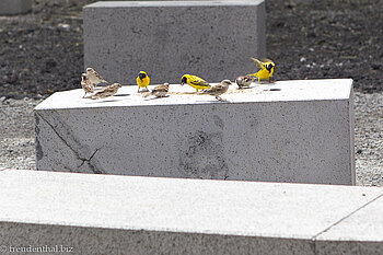 bunte Vögel an der Anse des Cascades