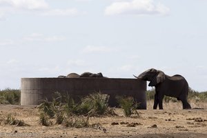 Elefanten bei einem Wasserbottich im Krüger Nationalpark