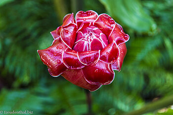 Ingwer im Jardin des Parfums et des Epices