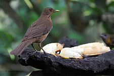 Die Gilbdrossel - Nationalvogel von Costa Rica