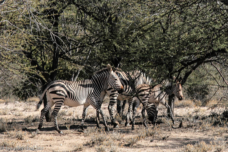 Berg-Zebras bei Omaruru