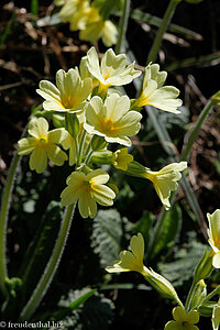 Hohe Schlüsselblume (Primula elatior)