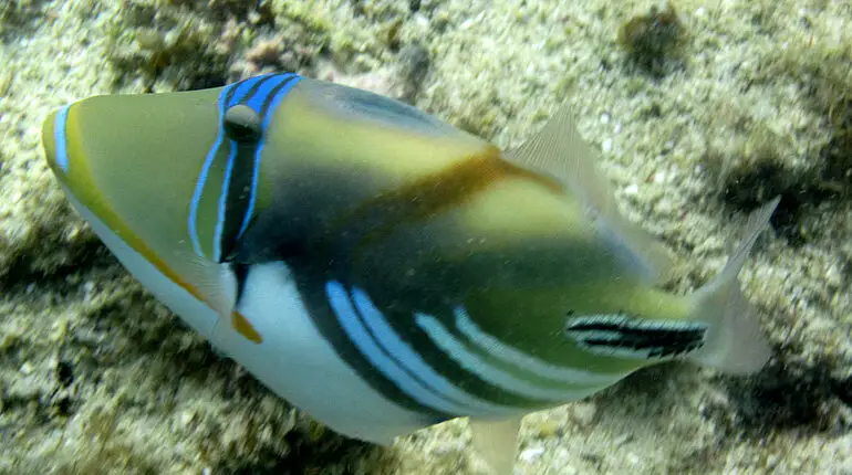 Schnorcheln bei der Insel Ilot Gabriel