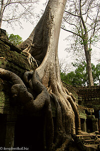 Die Würgefeige umklammert den Ta Phrom