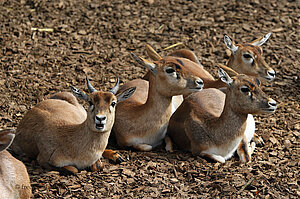 Impalas im Zürcher Zoo