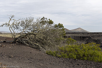 Pflanzenwuchs um die Caldera Colorada