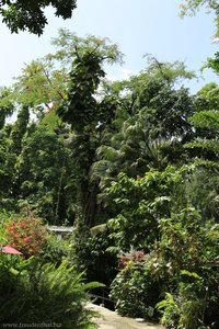 Botanischer Garten von Soufriere, Saint Lucia
