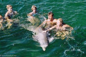 Schwimmen mit Delfinen im Meeresbecken bei Kuba