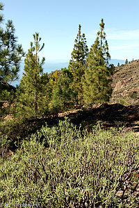 beim Barranco del Jaral