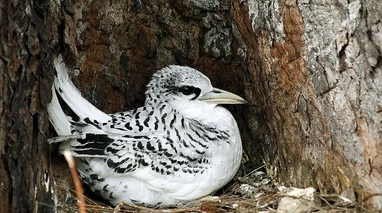 Tropikvogel auf der Ilot Gabriel