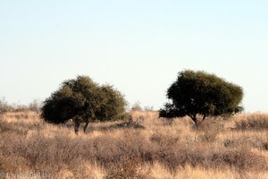 Kameldornakazien (Acacia erioloba) in der Kalahari