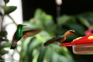 Kolibris an der Nektarstation