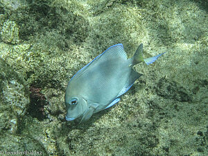 Ozean-Doktorfisch beim Angel Reef