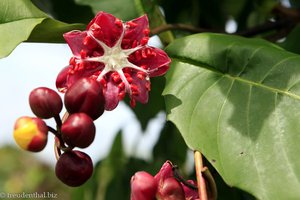 Frucht der Dillenia suffruticosa