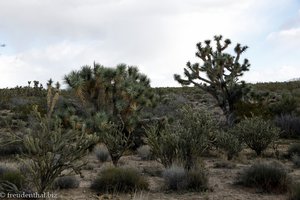 Josua-Palmlilien in der Mojave-Wüste