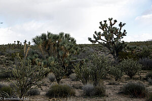 Josua-Palmlilien in der Mojave-Wüste