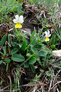 Acker-Stiefmütterchen (Viola arvensis)