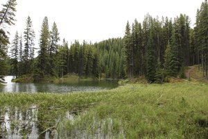 Verlandungszone im Moose Lake; Jasper NP