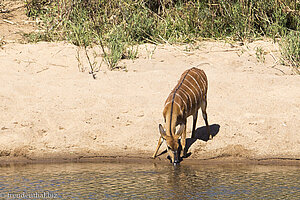 Njala gegenüber unserer Terrasse bei der Sabie River Bush Lodge