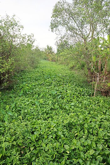 Wasserhyazinthen bedecken ganze Wasserläufe im Mekong-Delta.