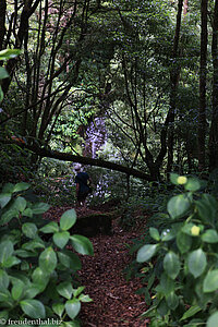 Wanderpfad zum Ribeira Grande