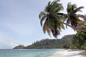 Palmen über dem schmalen Strand der Baie Lazare