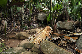 Im Nationalpark Vallée de Mai