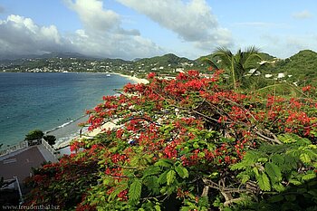 Flamboyant, der Namensgeber des Hotels